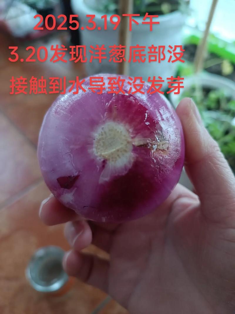 水培洋葱在家怎么种？-第2张图片-吾爱花网