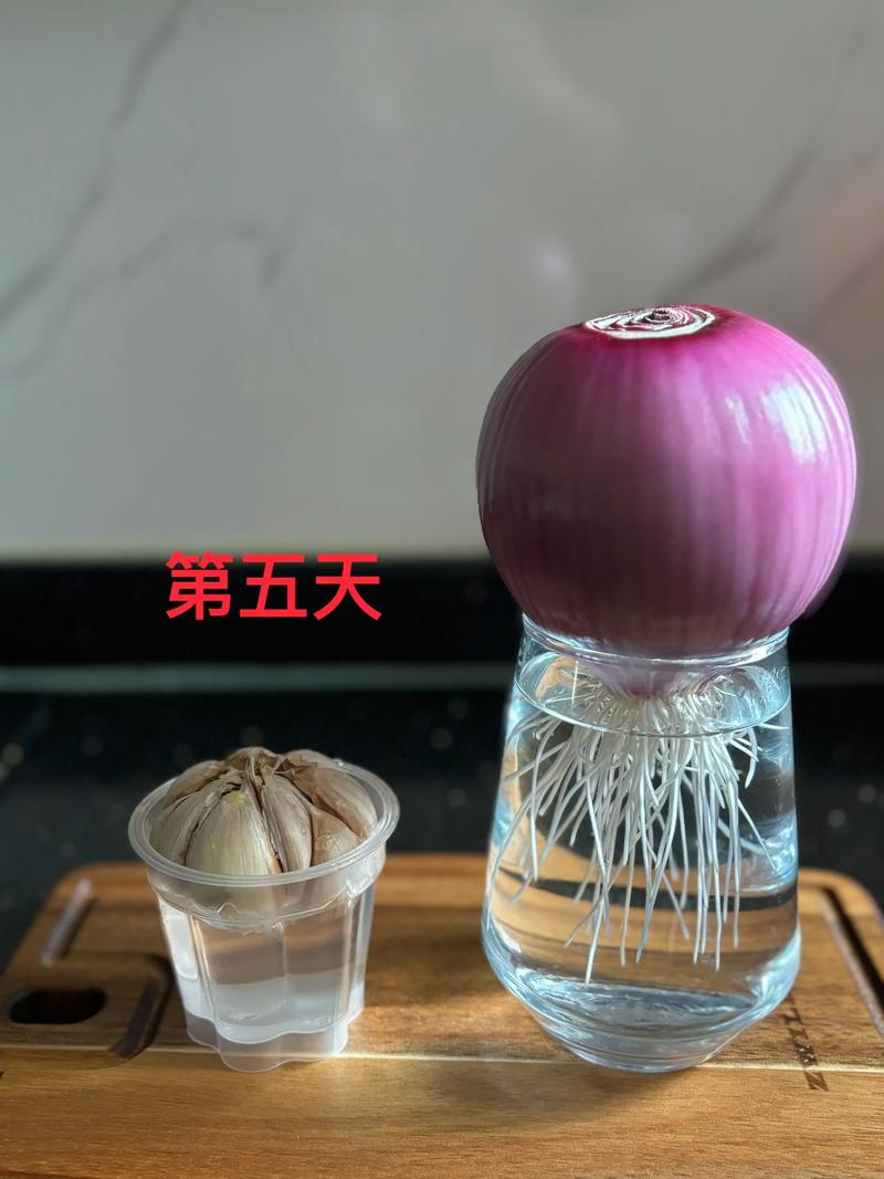 水培洋葱在家怎么种?-第1张图片-吾爱花网 水培洋葱在家怎么种?-第1张图片-吾爱花网