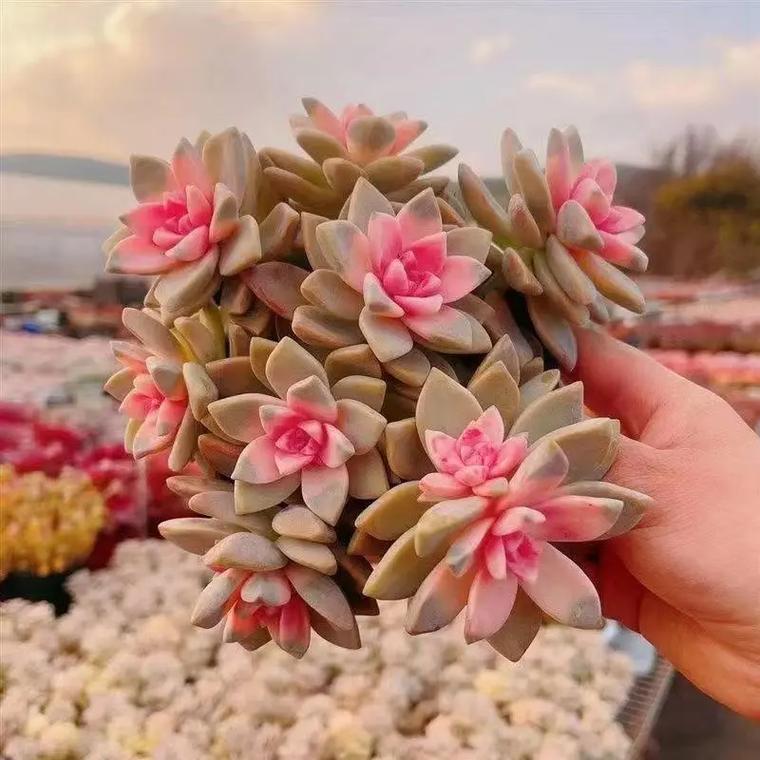 景天科最大多肉植物究竟有多震撼?-第2张图片-吾爱花网 景天科最大多肉植物究竟有多震撼?-第2张图片-吾爱花网