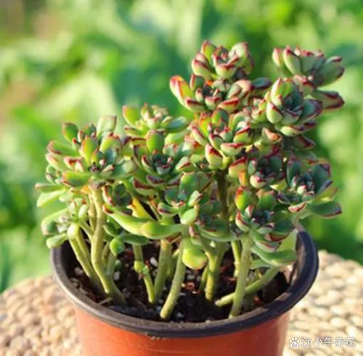 景天科最大多肉植物究竟有多震撼?-第1张图片-吾爱花网 景天科最大多肉植物究竟有多震撼?-第1张图片-吾爱花网