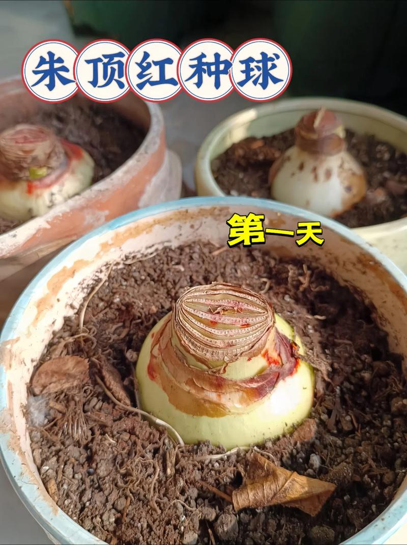 朱顶红水培球怎么种？步骤有哪些？-第3张图片-吾爱花网