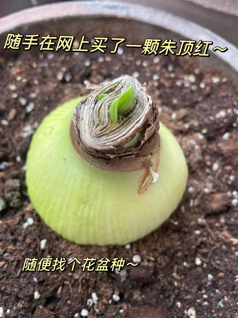 朱顶红水培球怎么种？步骤有哪些？-第2张图片-吾爱花网