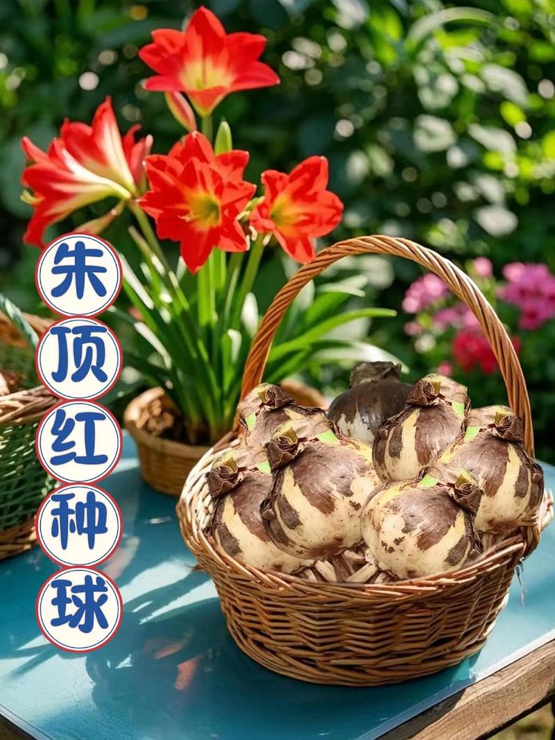 朱顶红水培球怎么种?步骤有哪些?-第1张图片-吾爱花网 朱顶红水培球怎么种?步骤有哪些?-第1张图片-吾爱花网