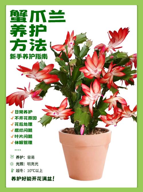 盆栽花卉养殖方法有哪些？-第3张图片-吾爱花网