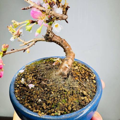 樱花盆栽哪些品种颜值最高？-第1张图片-吾爱花网