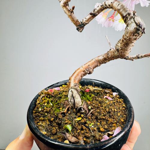 樱花盆栽哪些品种颜值最高？-第3张图片-吾爱花网