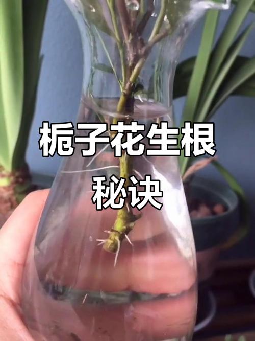 栀枝花水培怎么快速生根?-第2张图片-吾爱花网 栀枝花水培怎么快速生根?-第2张图片-吾爱花网