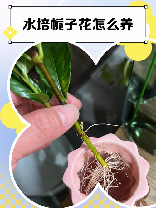 栀枝花水培怎么快速生根?-第1张图片-吾爱花网 栀枝花水培怎么快速生根?-第1张图片-吾爱花网