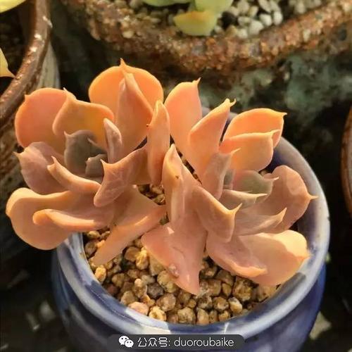 多肉白凤几月适合砍头-第2张图片-吾爱花网 多肉白凤几月适合砍头-第2张图片-吾爱花网