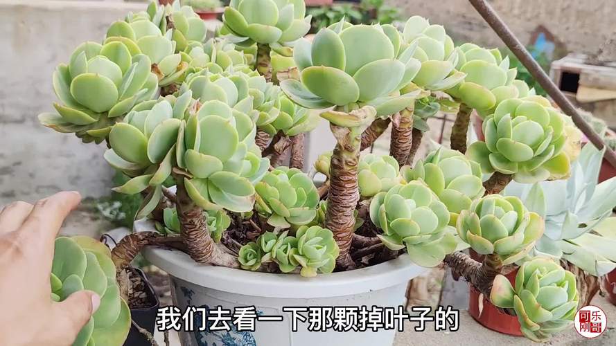 多肉白凤几月适合砍头-第1张图片-吾爱花网 多肉白凤几月适合砍头-第1张图片-吾爱花网