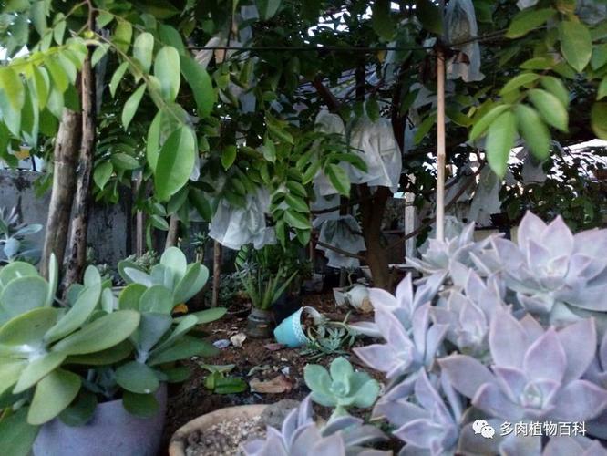 多肉白凤几月适合砍头-第3张图片-吾爱花网 多肉白凤几月适合砍头-第3张图片-吾爱花网