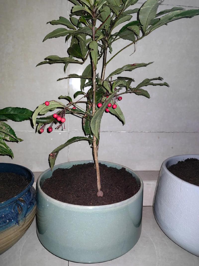 富贵子盆栽常见哪些虫害？-第1张图片-吾爱花网