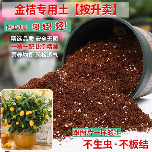 金桔树盆栽用什么土壤-第2张图片-吾爱花网