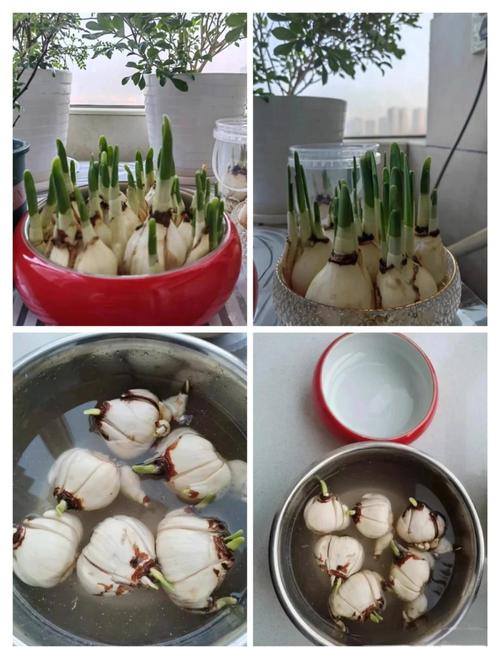 水培水仙花浇水有啥讲究？-第1张图片-吾爱花网