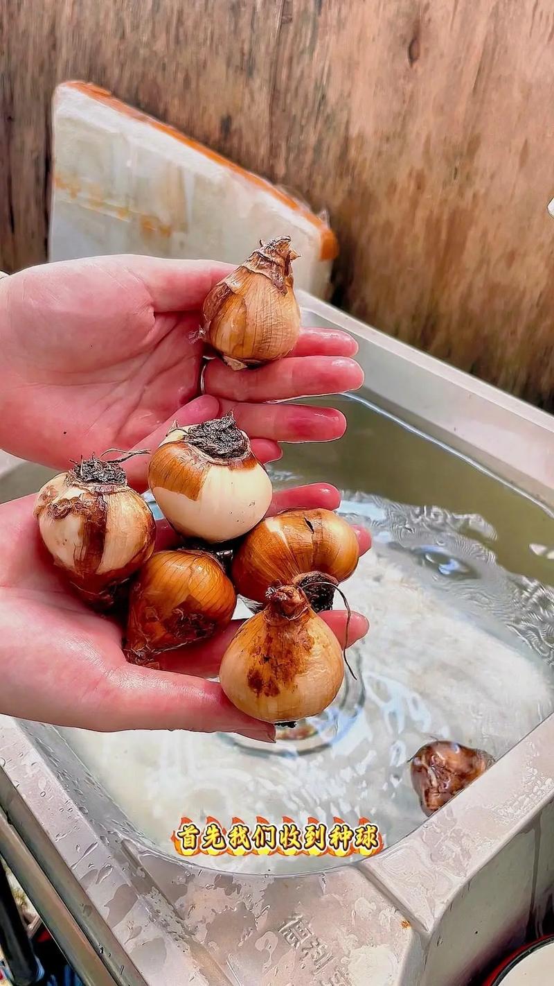 水培水仙花浇水有啥讲究？-第3张图片-吾爱花网