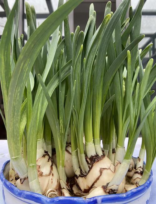 水培水仙花浇水有啥讲究？-第2张图片-吾爱花网