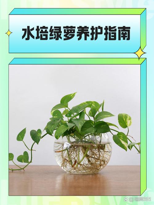 水培绿萝如何控藤蔓不长？-第1张图片-吾爱花网