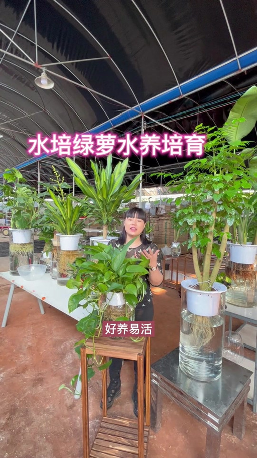 水培绿萝如何控藤蔓不长？-第2张图片-吾爱花网