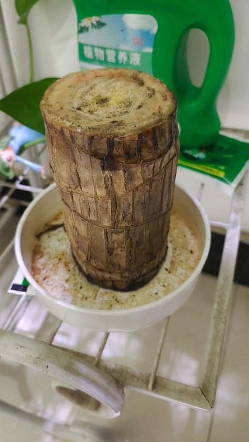 巴西木水培叶子发黑咋办?-第2张图片-吾爱花网 巴西木水培叶子发黑咋办?-第2张图片-吾爱花网