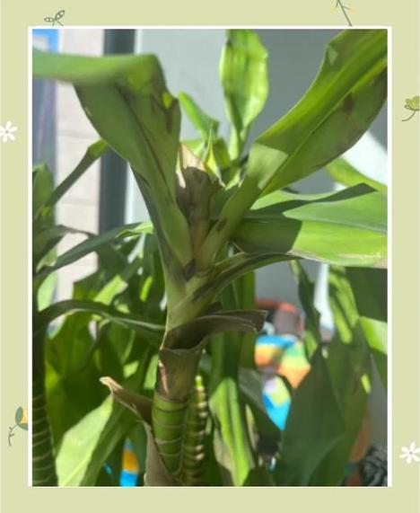 巴西木水培叶子发黑咋办?-第1张图片-吾爱花网 巴西木水培叶子发黑咋办?-第1张图片-吾爱花网