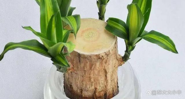 巴西木水培叶子发黑咋办?-第3张图片-吾爱花网 巴西木水培叶子发黑咋办?-第3张图片-吾爱花网