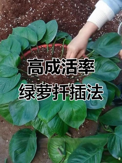 绿萝水培扦插怎么活？-第2张图片-吾爱花网