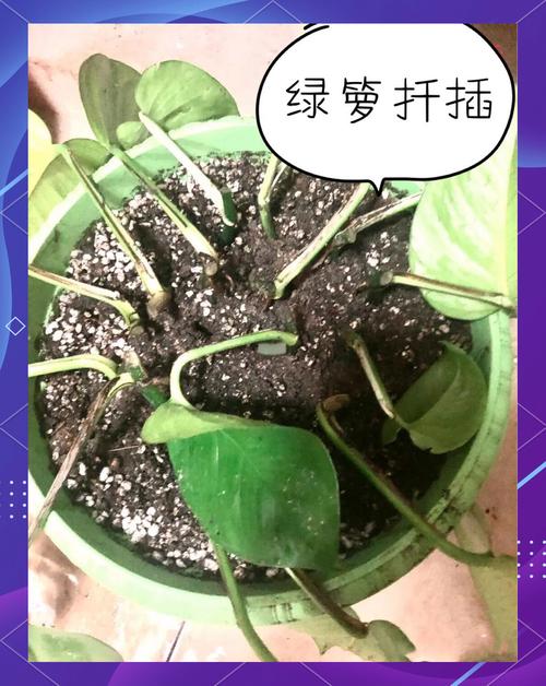 绿萝水培扦插怎么活？-第1张图片-吾爱花网