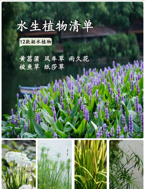 水培室外植物有哪些?常见品种及图片分享-第1张图片-吾爱花网 水培室外植物有哪些?常见品种及图片分享-第1张图片-吾爱花网