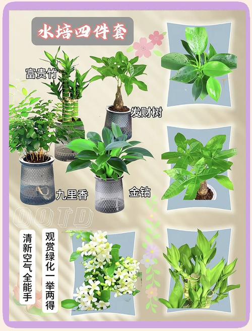 水培室外植物有哪些?常见品种及图片分享-第2张图片-吾爱花网 水培室外植物有哪些?常见品种及图片分享-第2张图片-吾爱花网