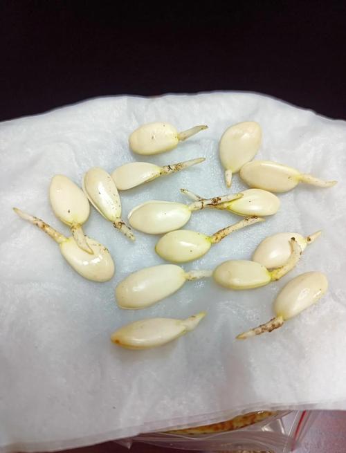 水培白萝卜根怎么养？-第1张图片-吾爱花网