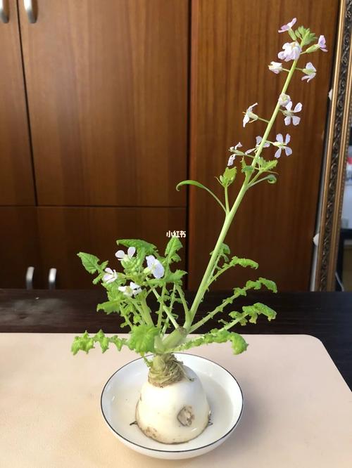 水培白萝卜根怎么养？-第2张图片-吾爱花网