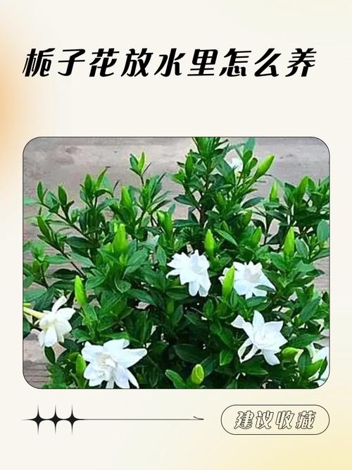 水培栀子花冬天怎么养才好？-第2张图片-吾爱花网