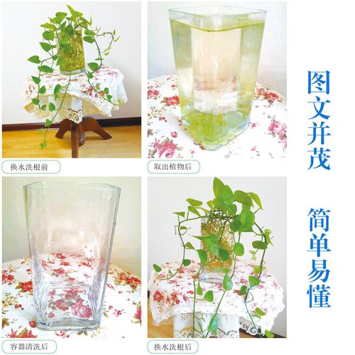 开发区水培花卉养护有哪些关键要点？-第2张图片-吾爱花网