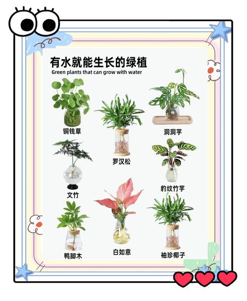 开发区水培花卉养护有哪些关键要点？-第1张图片-吾爱花网