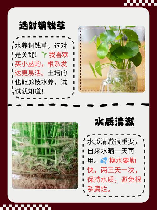 铜钱草水培叶子为何发黄？-第1张图片-吾爱花网