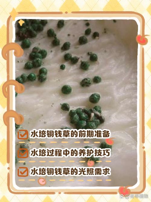 铜钱草水培叶子为何发黄？-第2张图片-吾爱花网