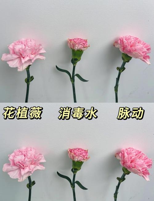 鲜切水培康乃馨怎么养才好？-第1张图片-吾爱花网