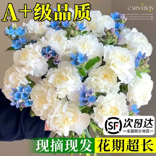 鲜切水培康乃馨怎么养才好？-第3张图片-吾爱花网