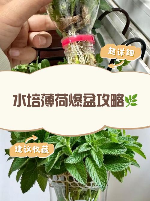 水培薄荷多久能爆盆？-第1张图片-吾爱花网