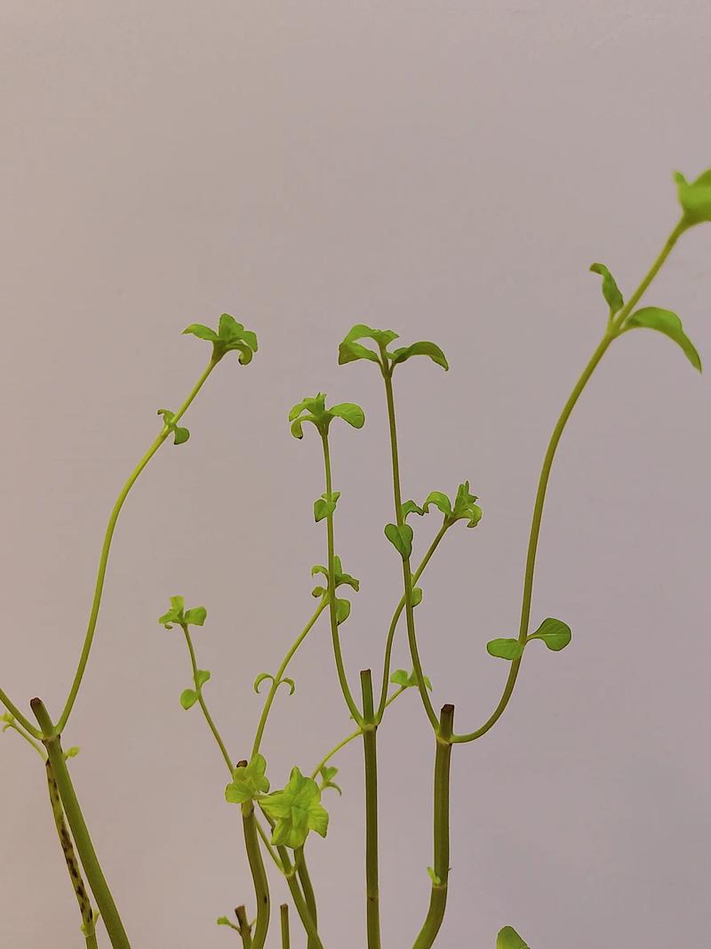 水培薄荷多久能爆盆？-第3张图片-吾爱花网