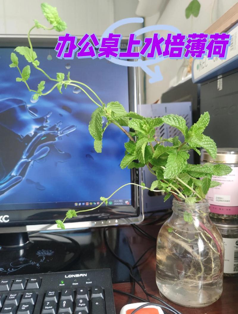 水培薄荷多久能爆盆？-第2张图片-吾爱花网