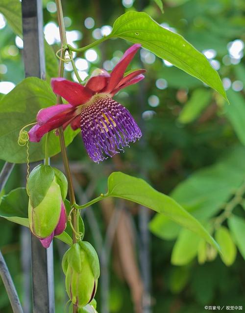 盆栽荷包花养护要注意哪些细节？-第1张图片-吾爱花网