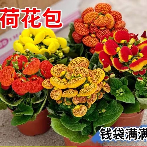 盆栽荷包花养护要注意哪些细节？-第2张图片-吾爱花网