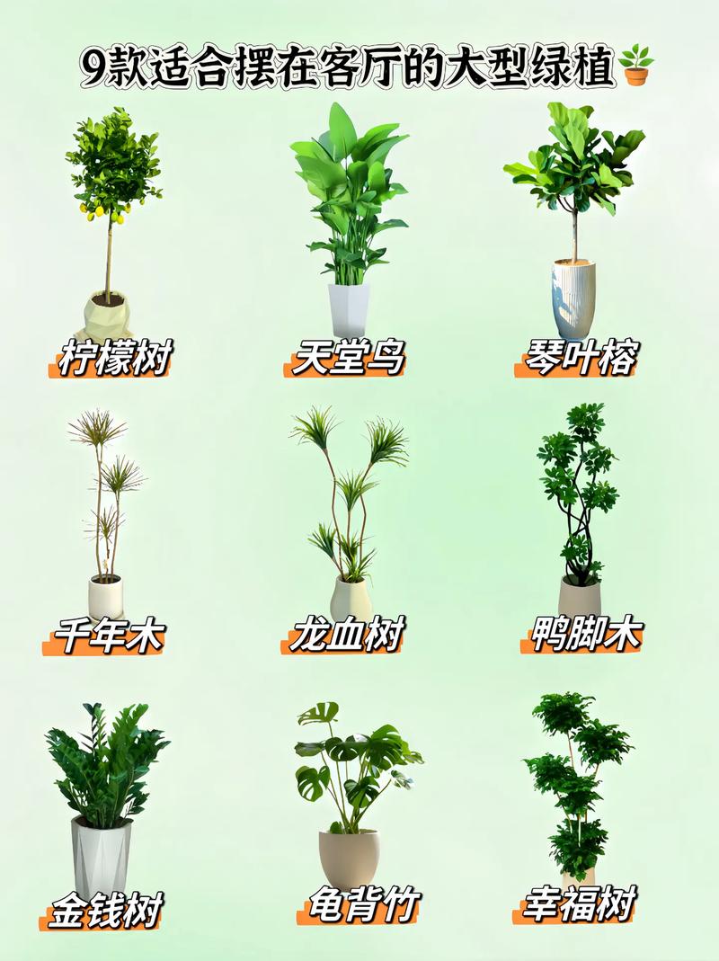 大盆栽有哪些常见品种及名称？-第3张图片-吾爱花网