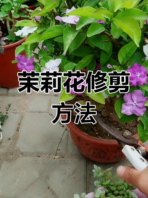 茉莉换盆怎么操作？步骤图解来了！-第3张图片-吾爱花网
