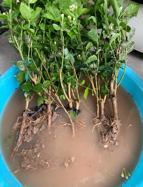 茉莉换盆怎么操作？步骤图解来了！-第1张图片-吾爱花网