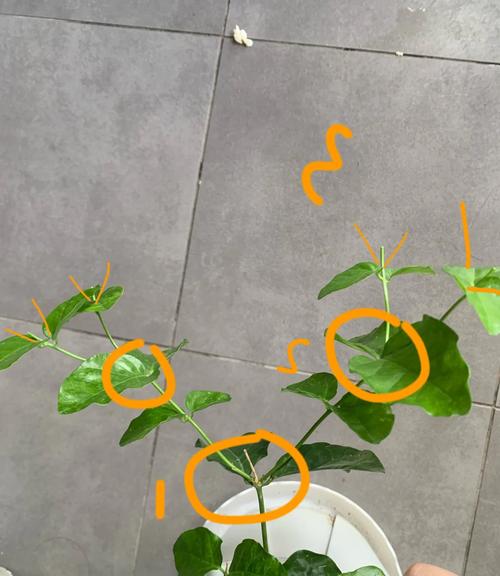 茉莉换盆怎么操作？步骤图解来了！-第2张图片-吾爱花网