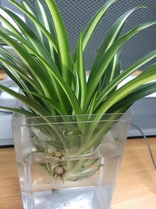 苔藓自制水培吊兰营养液好用吗？-第2张图片-吾爱花网