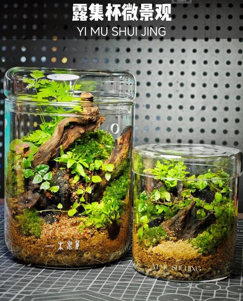 苔藓自制水培吊兰营养液好用吗？-第3张图片-吾爱花网