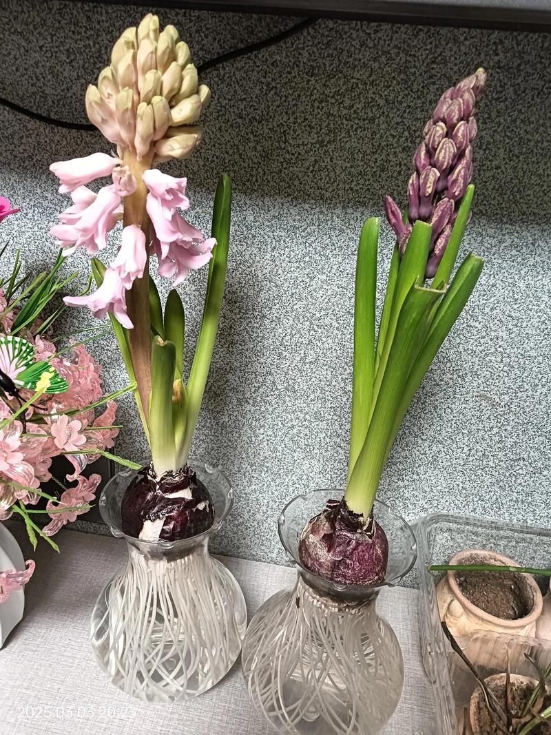 水培洋葱为何难开花？-第1张图片-吾爱花网